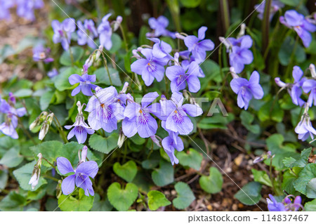 Viola tachibatsubosumi flowers bloom with the arrival of spring Viola tachibatsubosumi flowers bloom with the arrival of spring 114837467