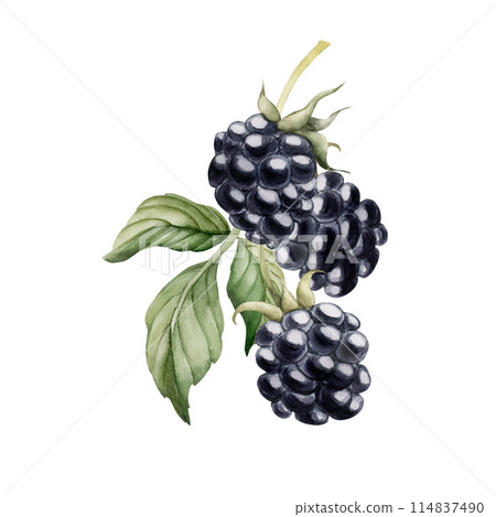 Blackberry branch with leaves, watercolor isolated illustration. Composition for table textile, porcelain tableware and delicious prints. Berry fruits for summer fabrics, wrapping paper and food packa 114837490