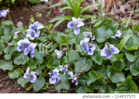 美麗的紫羅蘭花在春天的花園裡綻放 114837571