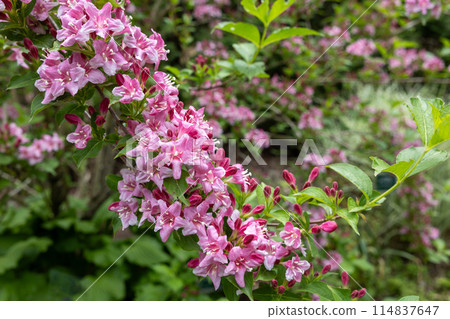 Occidentalis 美麗的粉紅色花朵在花園裡綻放 114837647