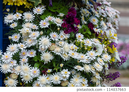 Beautiful white chrysanthemums in a garden Beautiful white chrysanthemums in a garden 114837663