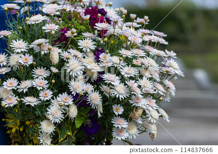 Beautiful white chrysanthemums in a garden Beautiful white chrysanthemums in a garden 114837666