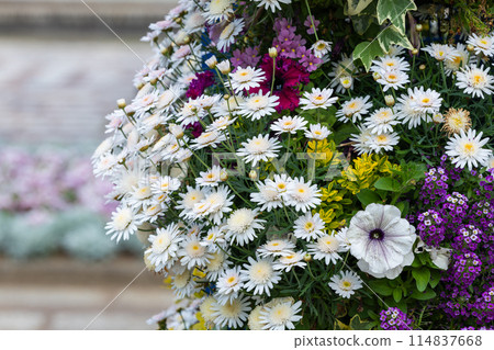 Beautiful white chrysanthemums in a garden Beautiful white chrysanthemums in a garden 114837668