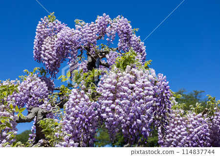 Beautiful pale purple wisteria flowers blooming neatly in the garden Beautiful pale purple wisteria flowers blooming neatly in the garden 114837744