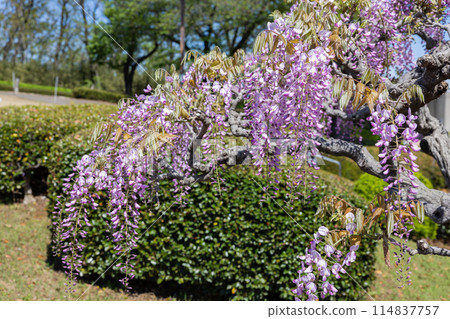 Beautiful pink wisteria flowers blooming neatly in the garden Beautiful pink wisteria flowers blooming neatly in the garden 114837757