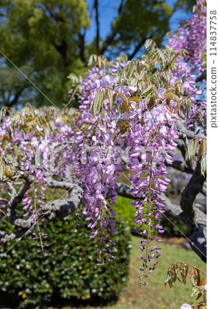 Beautiful pink wisteria flowers blooming neatly in the garden Beautiful pink wisteria flowers blooming neatly in the garden 114837758
