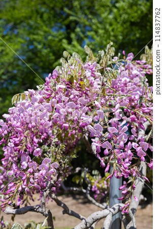 Beautiful pink wisteria flowers blooming neatly in the garden Beautiful pink wisteria flowers blooming neatly in the garden 114837762