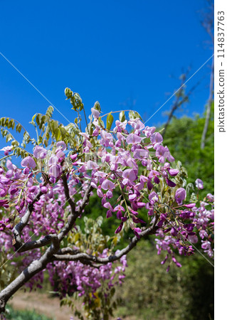 Beautiful pink wisteria flowers blooming neatly in the garden Beautiful pink wisteria flowers blooming neatly in the garden 114837763