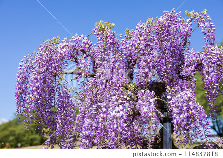 Beautiful purple wisteria flowers blooming in the garden Beautiful purple wisteria flowers blooming in the garden 114837818