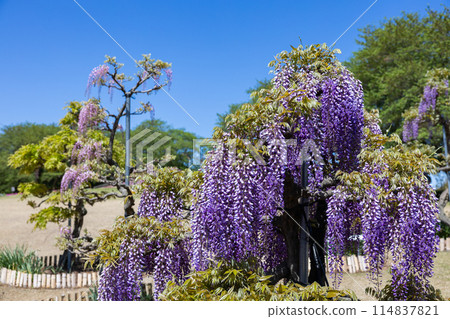 花園裡盛開的美麗紫色紫藤花 114837821