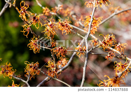 Yellow flowers of Witch hazel (Hamamelis jelena) blooming in the forest in early spring 114837888