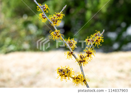 Witch Hazel Nina has yellow flowers that bloom in early spring. 114837903
