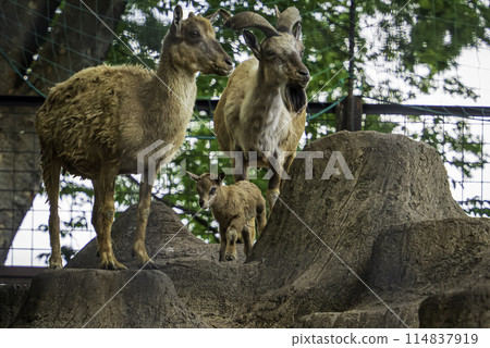 Markhor parent and child 114837919
