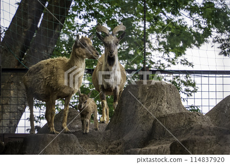 Markhor parent and child Markhor parent and child 114837920