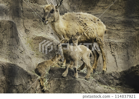 Mother and baby markhor on rocky shore Mother and baby markhor on rocky shore 114837921