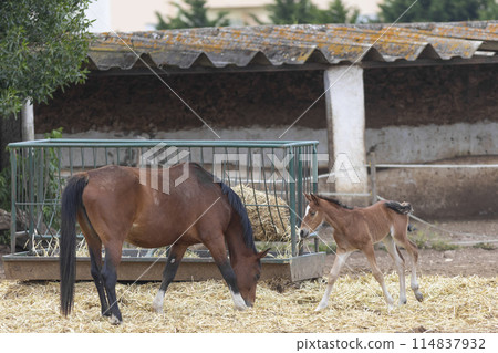 A young horse is eating hay in a pen with a mother horse 114837932