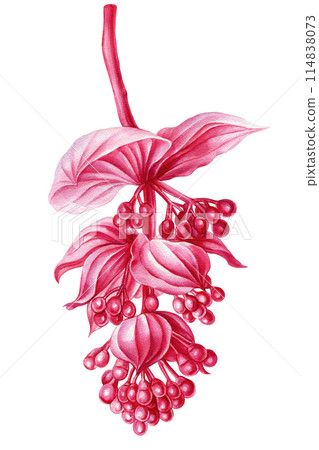 Exotic flowers, jungle pink flower on white isolated, watercolor tropical flora botanical painting Medinilla Magnifica  114838073