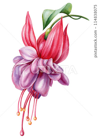 Exotic summer flowers fuchsia, jungle pink flower isolated, Hand drawn decorative watercolor tropical botanical painting Exotic summer flowers fuchsia, jungle pink flower isolated, Hand drawn decorative watercolor tropical botanical painting 114838075