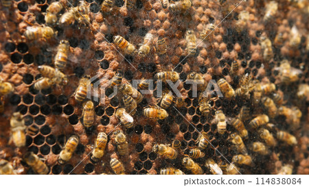 Bees pack honeycomb with bee bread Bees pack honeycomb with bee bread 114838084