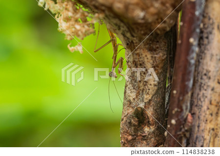 剛孵出的螳螂幼蟲 114838238