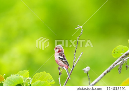 Benimashiko停在樹枝上 114838391