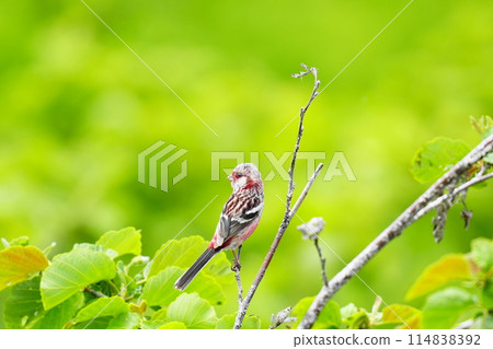 Benimashiko停在樹枝上 114838392