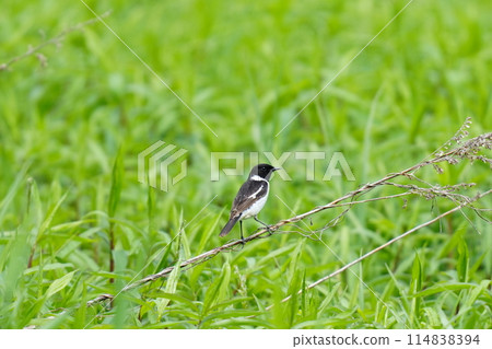 Stonechat in the grassland 114838394