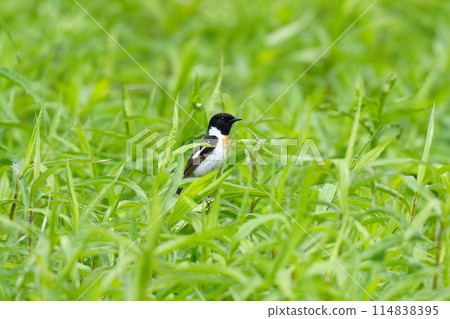A stonechat descends on the grassland 114838395