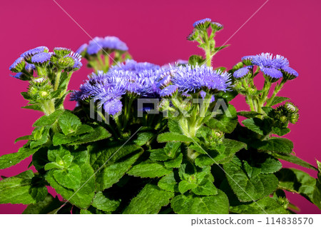 Blooming blue Ageratum Bluemink on a Crimson background 114838570