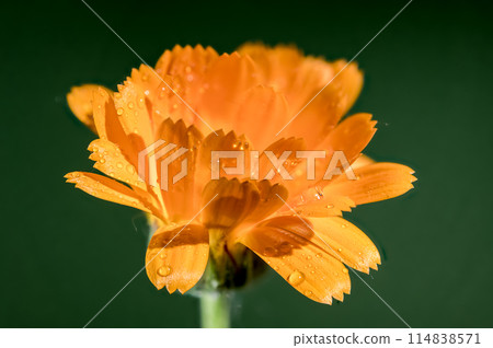 Orange Calendula officinalis on a green background 114838571