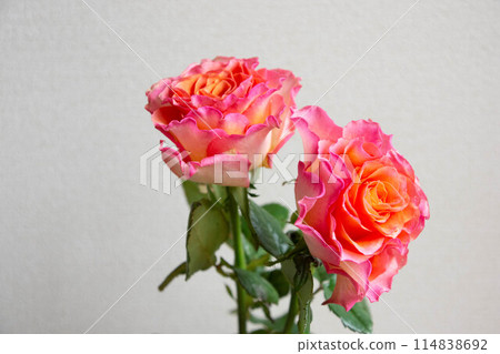 Gradation color rose 114838692