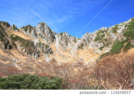 千疊敷捲曲 114839057