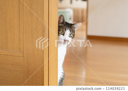 Cat peeking through the gap in the door - Kijitora cat Cat peeking through the gap in the door - Kijitora cat 114839221