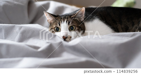 Staring cat Kijitora white 114839256