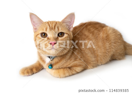 Cute orange cat lying down and looked at camera. Cute orange cat lying down and looked at camera. 114839385