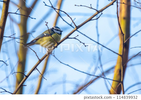 Blue Tit Perched Amongst Winter Branches 114839932