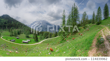 Alpine meadow with cows and rustic houses in Berchtesgaden National Park Alpine meadow with cows and rustic houses in Berchtesgaden National Park 114839962