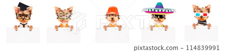 Adorable pups in different costumes like teacher, skier, gentlemen and worker 114839991