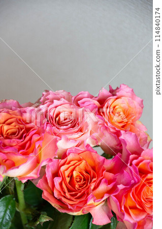 Gradation color rose 114840174
