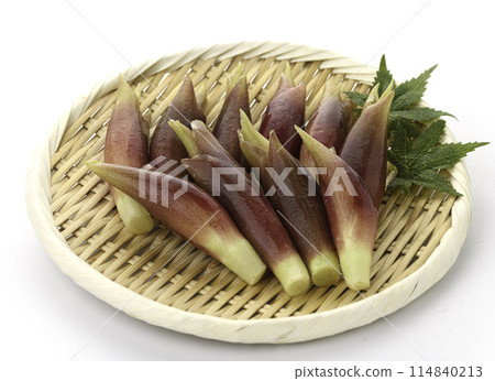 新鮮 Myoga(Myoga)(白色背景) 新鮮 Myoga(Myoga)(白色背景) 114840213