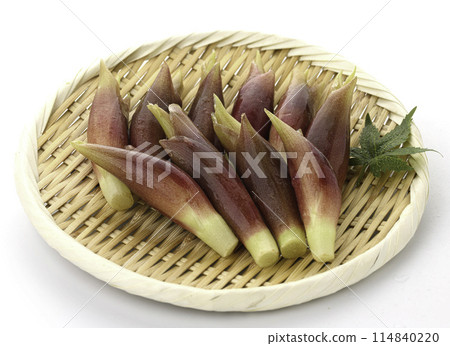 Fresh myoga (white background) 114840220