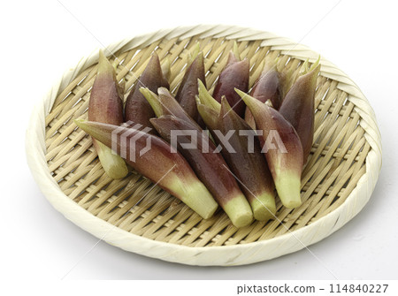 新鮮 Myoga（Myoga）（白色背景） 114840227