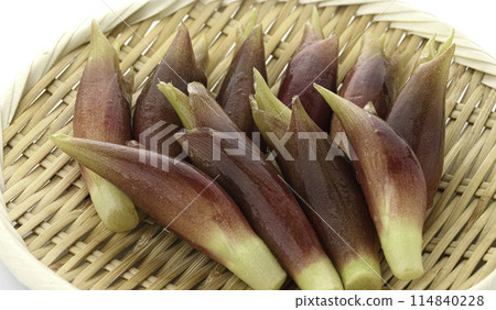 新鮮 Myoga（Myoga）（白色背景） 114840228