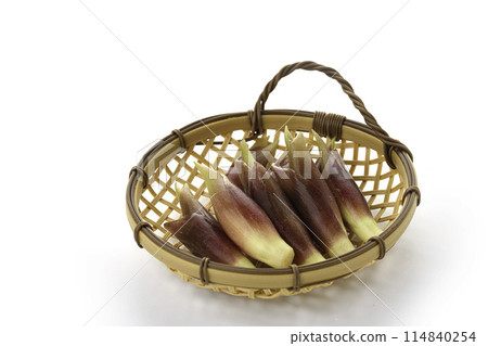 新鮮 Myoga(Myoga)(白色背景) 新鮮 Myoga(Myoga)(白色背景) 114840254