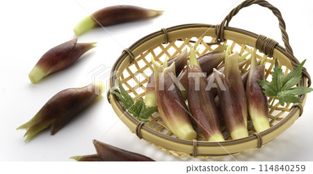 新鮮 Myoga（Myoga）（白色背景） 114840259