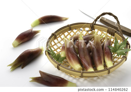 新鮮 Myoga（Myoga）（白色背景） 114840262