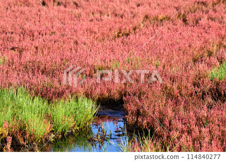 Coral grass community Coral grass community 114840277