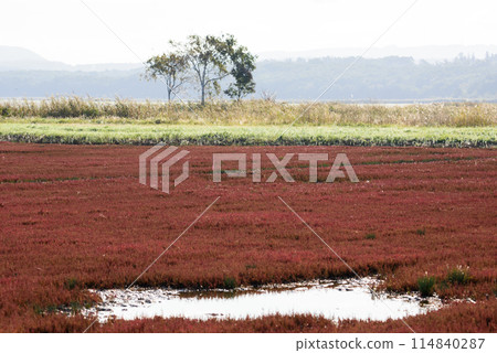 Coral grass community 114840287