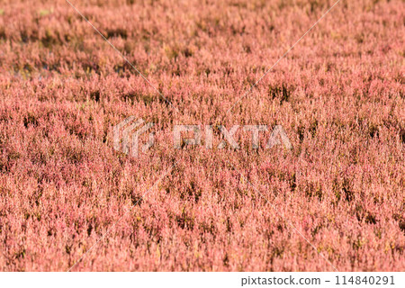 珊瑚草社區區 珊瑚草社區區 114840291