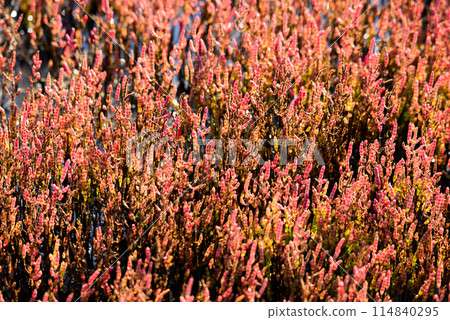 珊瑚草社區區 114840295